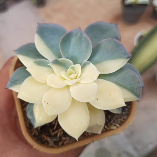 Echeveria Subsessilis Variegated, real gallery image #4 plants. Picture taken directly from kaktus.id community Echeveria farmer green houses.
