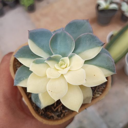 Echeveria Subsessilis Variegated, real gallery image #3 plants. Picture taken directly from kaktus.id community Echeveria farmer green houses.