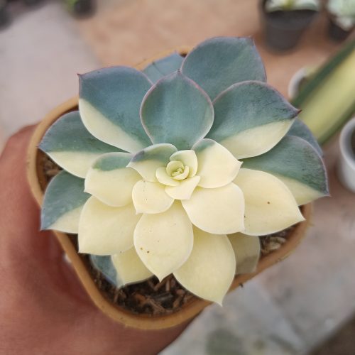 Echeveria Subsessilis Variegated, real gallery image #2 plants. Picture taken directly from kaktus.id community Echeveria farmer green houses.