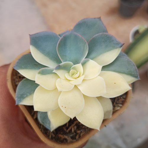 Echeveria Subsessilis Variegated, real gallery image #6 plants. Picture taken directly from kaktus.id community Echeveria farmer green houses.