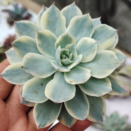 Echeveria Subsessilis Variegated, real gallery image #12 plants. Picture taken directly from kaktus.id community Echeveria farmer green houses.