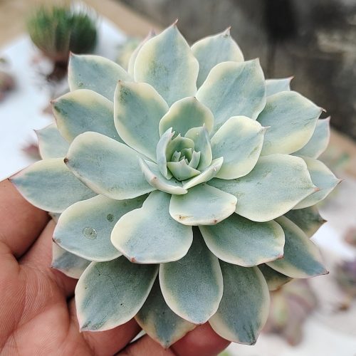 Echeveria Subsessilis Variegated, real gallery image #11 plants. Picture taken directly from kaktus.id community Echeveria farmer green houses.