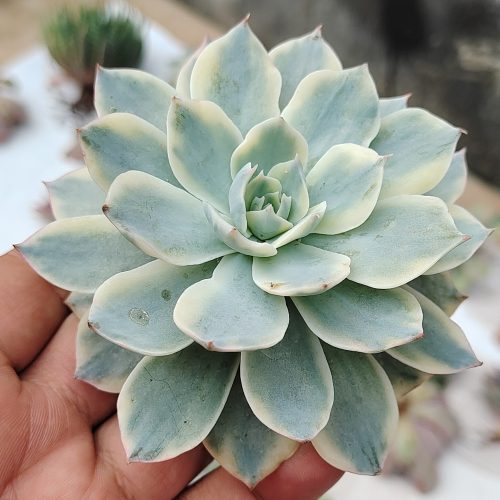 Echeveria Subsessilis Variegated, real gallery image #10 plants. Picture taken directly from kaktus.id community Echeveria farmer green houses.
