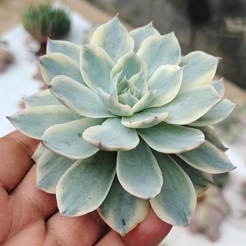 Echeveria Subsessilis Variegated, real gallery image #9 plants. Picture taken directly from kaktus.id community Echeveria farmer green houses.