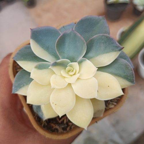 Echeveria Subsessilis Variegated, real gallery image #1 plants. Picture taken directly from kaktus.id community Echeveria farmer green houses.