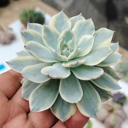 Echeveria Subsessilis Variegated, real gallery image #8 plants. Picture taken directly from kaktus.id community Echeveria farmer green houses.