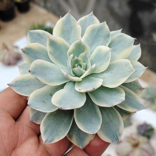 Echeveria Subsessilis Variegated, real gallery image #7 plants. Picture taken directly from kaktus.id community Echeveria farmer green houses.