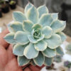 Echeveria Subsessilis Variegated, real gallery image #13 plants. Picture taken directly from kaktus.id community Echeveria farmer green houses.