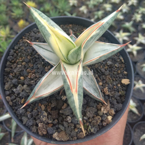 Sansevieria Blue Clone White Variegated, real gallery image #1 plants. Picture taken directly from kaktus.id community Sansevieria farmer green houses.