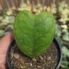 Hoya Deykeae 'Splash Hoya', real gallery image #5 plants. Picture taken directly from kaktus.id community Hoya farmer green houses.