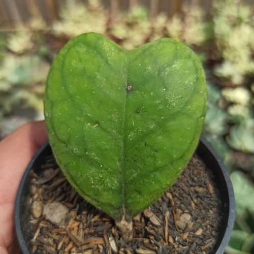 Hoya Deykeae 'Splash Hoya', real gallery image #4 plants. Picture taken directly from kaktus.id community Hoya farmer green houses.