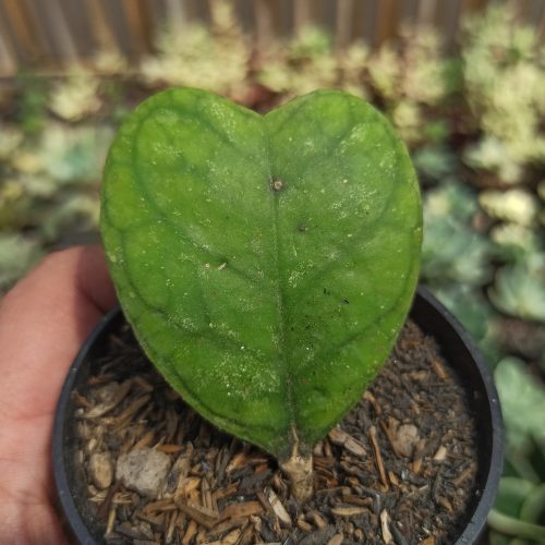 Hoya Deykeae 'Splash Hoya', real gallery image #3 plants. Picture taken directly from kaktus.id community Hoya farmer green houses.