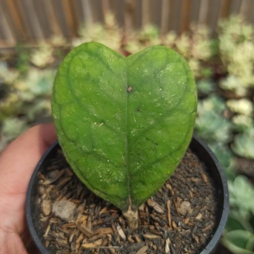 Hoya Deykeae 'Splash Hoya', real gallery image #1 plants. Picture taken directly from kaktus.id community Hoya farmer green houses.