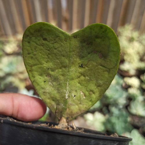 Hoya Deykeae 'Splash Hoya', real gallery image #2 plants. Picture taken directly from kaktus.id community Hoya farmer green houses.