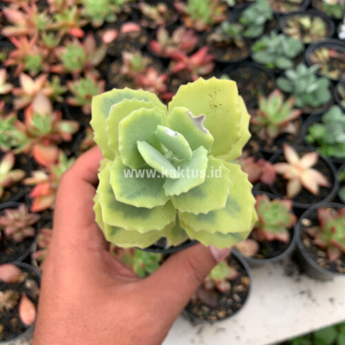 Kalanchoe Millotii Aurea Variegated, real gallery image #1 plants. Picture taken directly from kaktus.id community Kalanchoe farmer green houses.