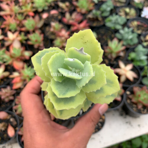 Kalanchoe Millotii Aurea Variegated, real gallery image #2 plants. Picture taken directly from kaktus.id community Kalanchoe farmer green houses.