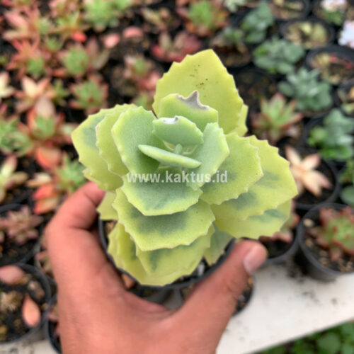 Kalanchoe Millotii Aurea Variegated, real gallery image #3 plants. Picture taken directly from kaktus.id community Kalanchoe farmer green houses.