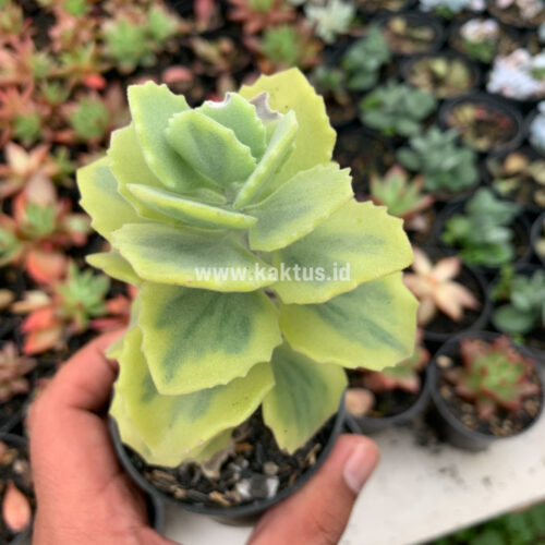 Kalanchoe Millotii Aurea Variegated, real gallery image #4 plants. Picture taken directly from kaktus.id community Kalanchoe farmer green houses.