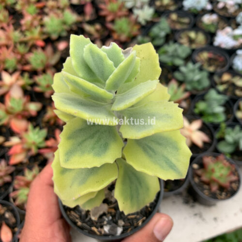 Kalanchoe Millotii Aurea Variegated, real gallery image #5 plants. Picture taken directly from kaktus.id community Kalanchoe farmer green houses.