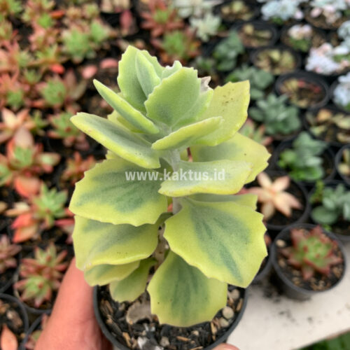 Kalanchoe Millotii Aurea Variegated, real gallery image #6 plants. Picture taken directly from kaktus.id community Kalanchoe farmer green houses.