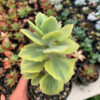 Kalanchoe Millotii Aurea Variegated, real gallery image #7 plants. Picture taken directly from kaktus.id community Kalanchoe farmer green houses.