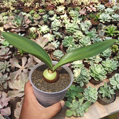 Haemanthus Albiflos Jacq, real gallery image #3 plants. Picture taken directly from kaktus.id community Haemanthus farmer green houses.