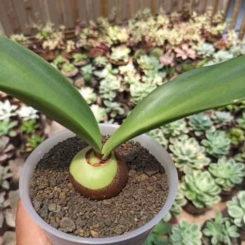 Haemanthus Albiflos Jacq, real gallery image #4 plants. Picture taken directly from kaktus.id community Haemanthus farmer green houses.