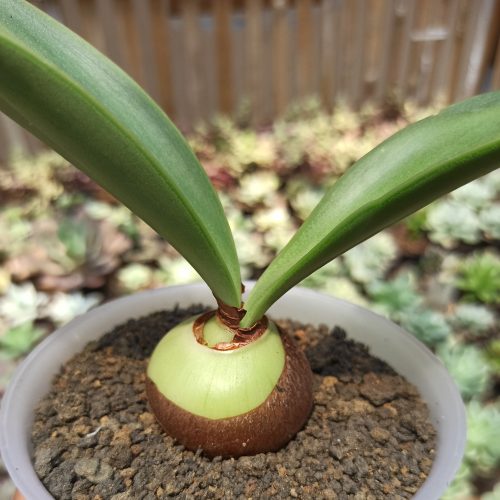 Haemanthus Albiflos Jacq, real gallery image #5 plants. Picture taken directly from kaktus.id community Haemanthus farmer green houses.