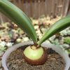 Haemanthus Albiflos Jacq, real gallery image #2 plants. Picture taken directly from kaktus.id community Haemanthus farmer green houses.