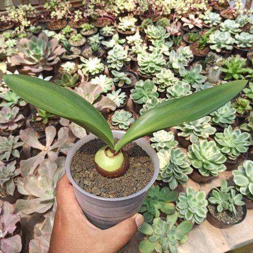 Haemanthus Albiflos Jacq, real gallery image #1 plants. Picture taken directly from kaktus.id community Haemanthus farmer green houses.