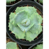 Agave Shoji Raijin, real feature image plant. Picture taken directly from kaktus.id community Agave farmer green houses.