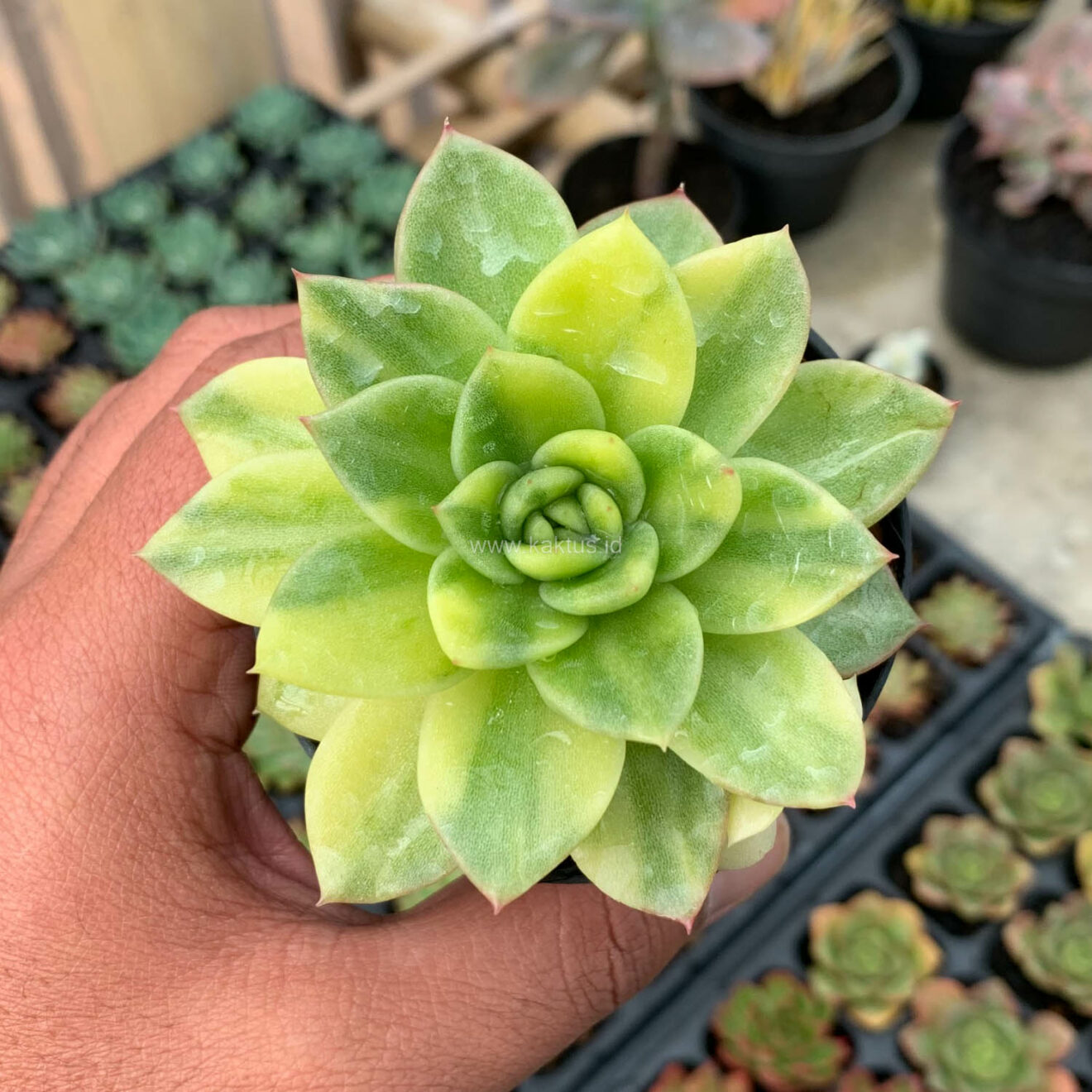 Echeveria Gilva Variegated, real gallery image #2 plants. Picture taken directly from kaktus.id community Echeveria farmer green houses.