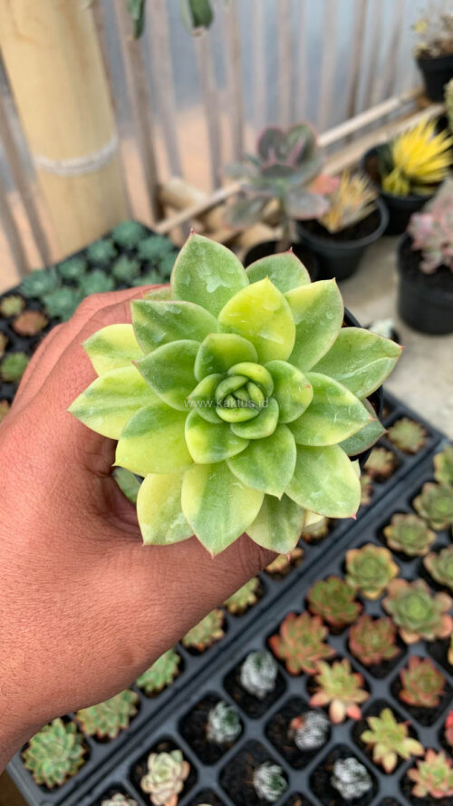 Echeveria Gilva Variegated, real gallery image #4 plants. Picture taken directly from kaktus.id community Echeveria farmer green houses.