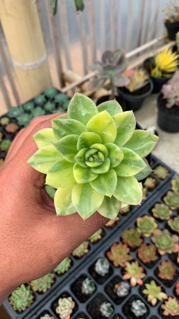 kaktus.id