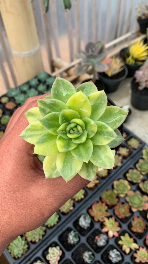Echeveria Gilva Variegated, real gallery image #6 plants. Picture taken directly from kaktus.id community Echeveria farmer green houses.