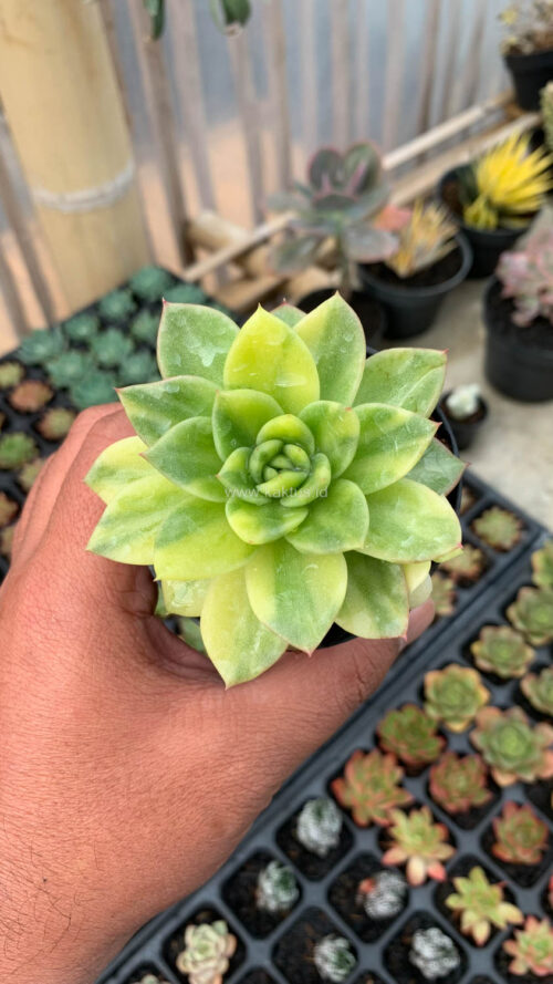 Echeveria Gilva Variegated, real gallery image #8 plants. Picture taken directly from kaktus.id community Echeveria farmer green houses.