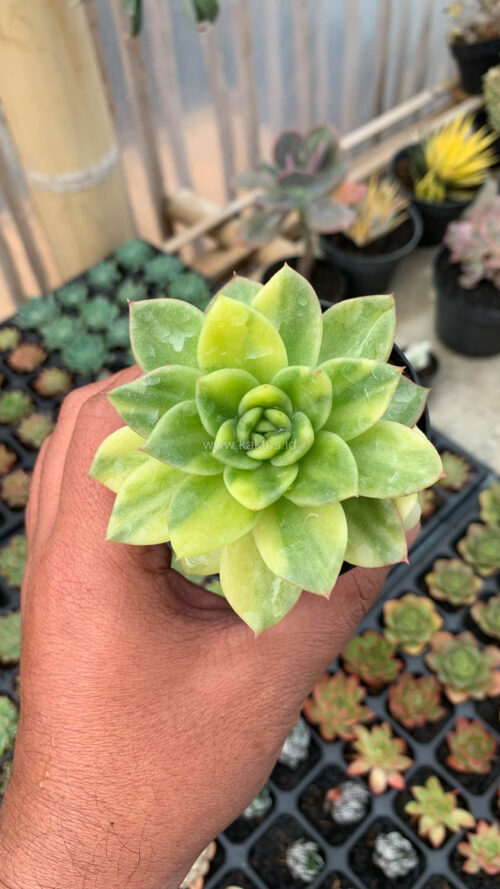 Echeveria Gilva Variegated, real gallery image #10 plants. Picture taken directly from kaktus.id community Echeveria farmer green houses.