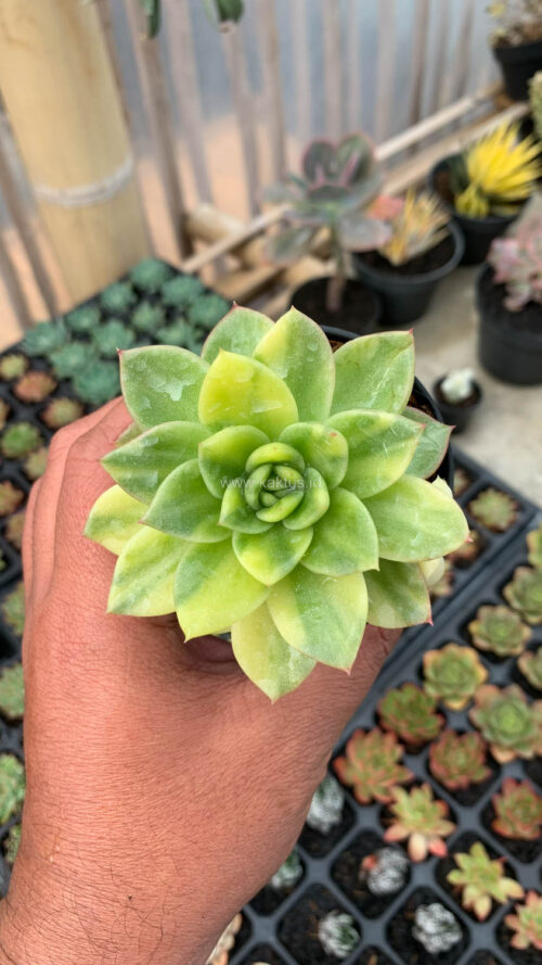Echeveria Gilva Variegated, real gallery image #12 plants. Picture taken directly from kaktus.id community Echeveria farmer green houses.
