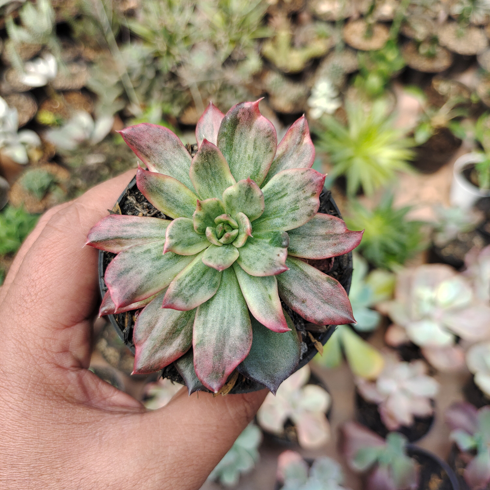 kaktus.id