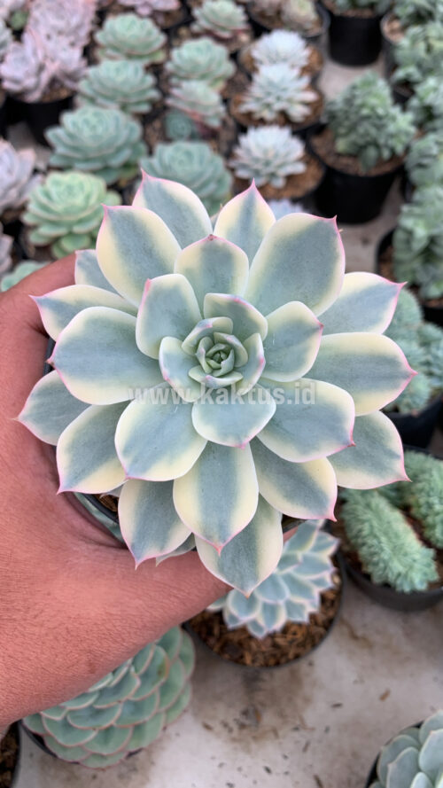 Echeveria Subsessilis Variegated, real gallery image #2 plants. Picture taken directly from kaktus.id community Echeveria farmer green houses.