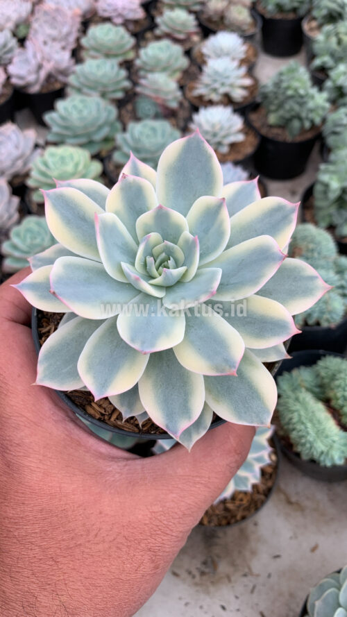 Echeveria Subsessilis Variegated, real gallery image #3 plants. Picture taken directly from kaktus.id community Echeveria farmer green houses.