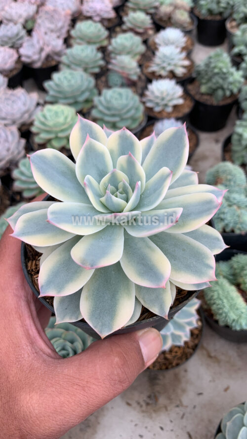 Echeveria Subsessilis Variegated, real gallery image #4 plants. Picture taken directly from kaktus.id community Echeveria farmer green houses.