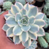 Echeveria Subsessilis Variegated, real feature image plant. Picture taken directly from kaktus.id community Echeveria farmer green houses.