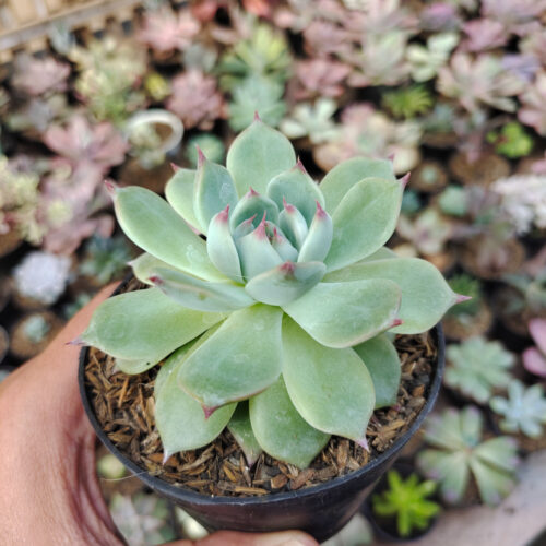 Echeveria Shimoyama Colorata / Echeveria Chihuahua, real gallery image #3 plants. Picture taken directly from kaktus.id community Echeveria farmer green houses.