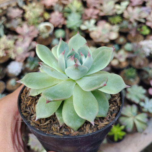 Echeveria Shimoyama Colorata / Echeveria Chihuahua, real gallery image #7 plants. Picture taken directly from kaktus.id community Echeveria farmer green houses.