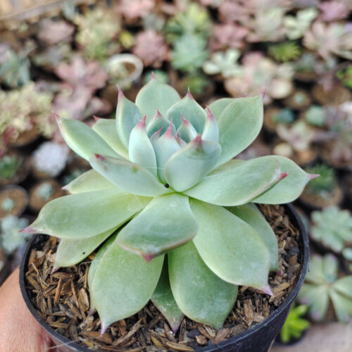 Echeveria Shimoyama Colorata / Echeveria Chihuahua, real gallery image #6 plants. Picture taken directly from kaktus.id community Echeveria farmer green houses.