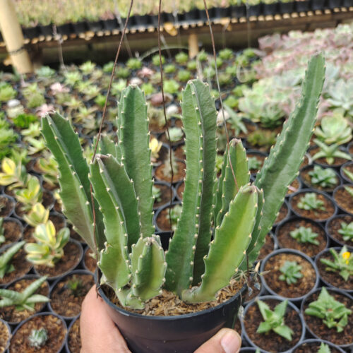 Stapelia Gigantea, real gallery image #14 plants. Picture taken directly from kaktus.id community Stapelia farmer green houses.