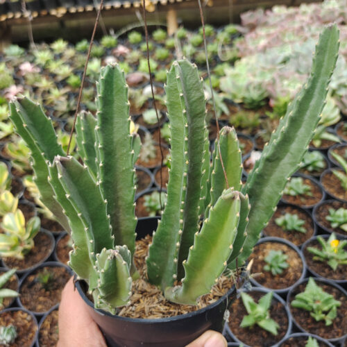 Stapelia Gigantea, real gallery image #13 plants. Picture taken directly from kaktus.id community Stapelia farmer green houses.