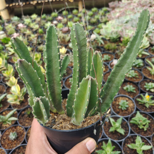 Stapelia Gigantea, real gallery image #12 plants. Picture taken directly from kaktus.id community Stapelia farmer green houses.