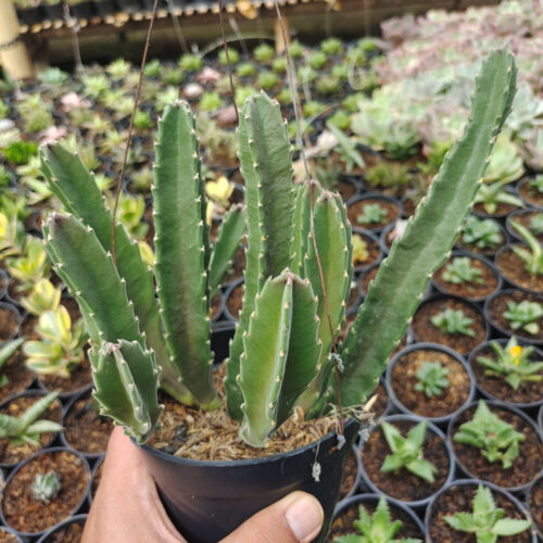Stapelia Gigantea, real gallery image #3 plants. Picture taken directly from kaktus.id community Stapelia farmer green houses.